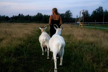 A woman walks with two goats in a serene rural field at twilight.